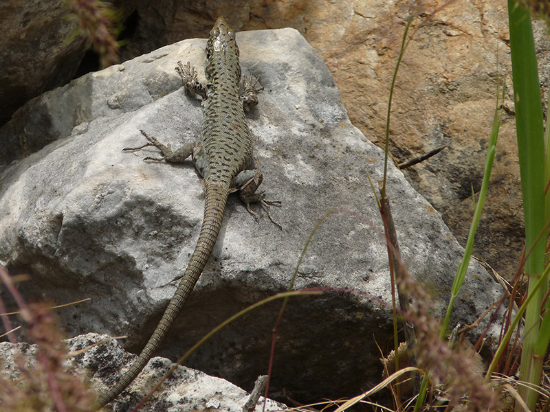 Dal Peloponneso: Podarcis muralis? No, Hellenolacerta graeca